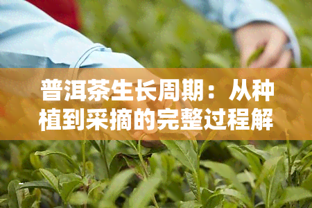 普洱茶生长周期：从种植到采摘的完整过程解析