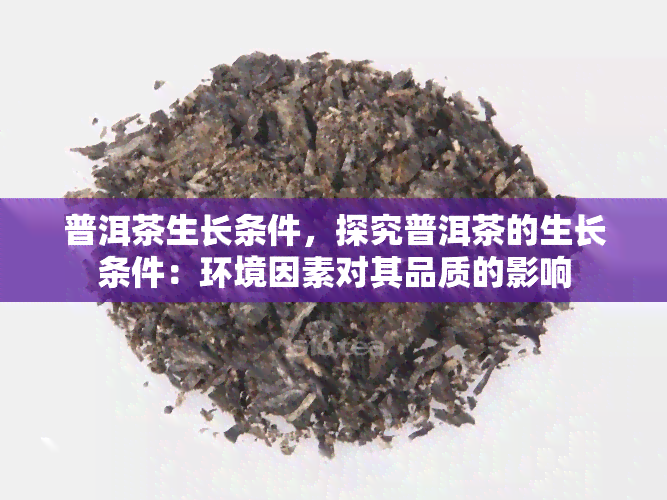 普洱茶生长条件，探究普洱茶的生长条件：环境因素对其品质的影响