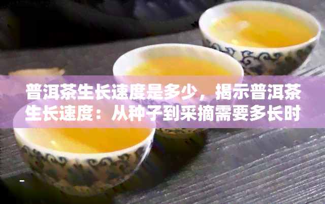 普洱茶生长速度是多少，揭示普洱茶生长速度：从种子到采摘需要多长时间？