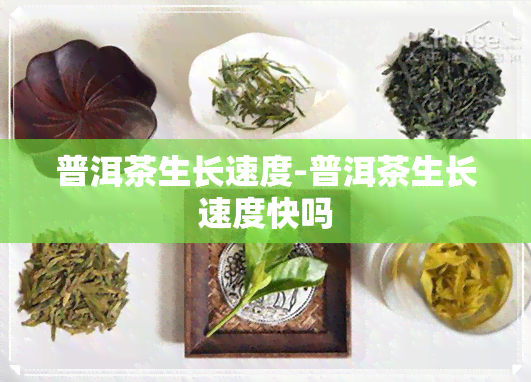 普洱茶生长速度-普洱茶生长速度快吗