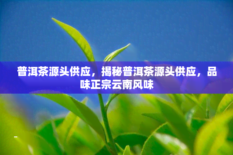 普洱茶源头供应，揭秘普洱茶源头供应，品味正宗云南风味