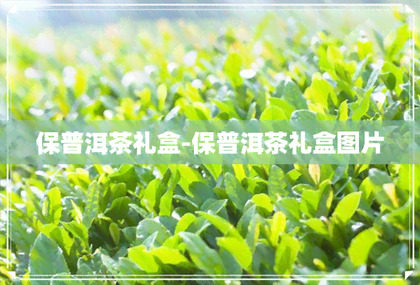 保普洱茶礼盒-保普洱茶礼盒图片