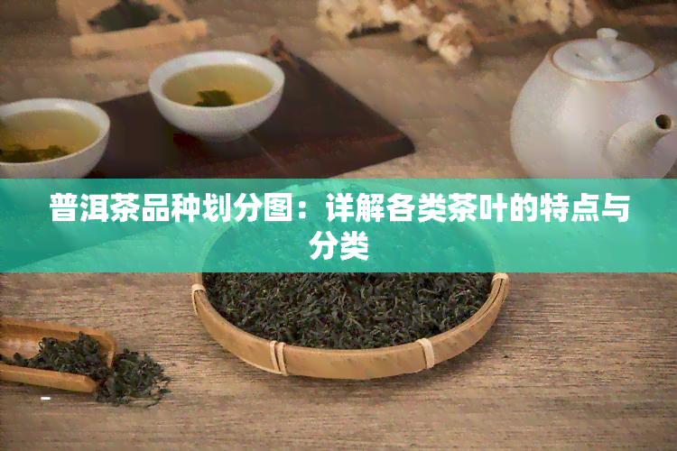 普洱茶品种划分图：详解各类茶叶的特点与分类