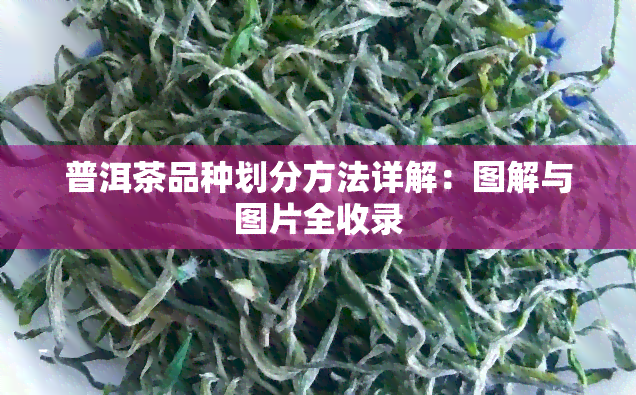 普洱茶品种划分方法详解：图解与图片全收录