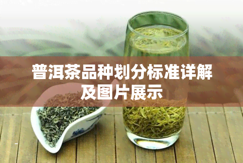 普洱茶品种划分标准详解及图片展示