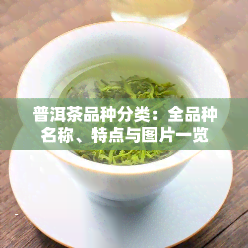 普洱茶品种分类：全品种名称、特点与图片一览