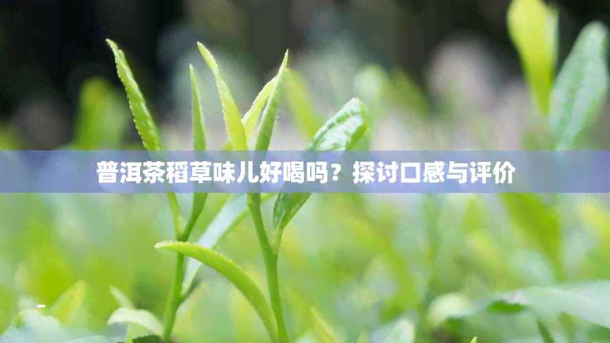 普洱茶稻草味儿好喝吗？探讨口感与评价