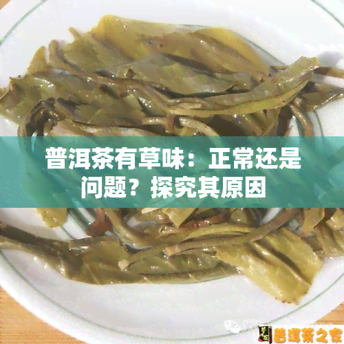 普洱茶有草味：正常还是问题？探究其原因