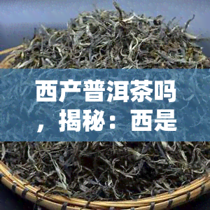 西产普洱茶吗，揭秘：西是否生产普洱茶？