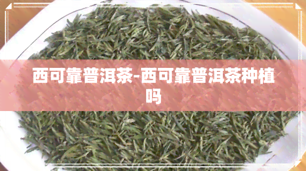 西可靠普洱茶-西可靠普洱茶种植吗