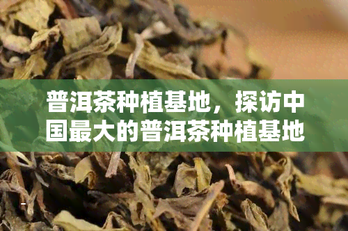 普洱茶种植基地，探访中国更大的普洱茶种植基地，揭秘优质普洱茶的诞生地