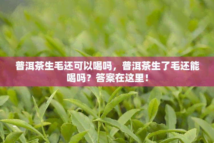 普洱茶生毛还可以喝吗，普洱茶生了毛还能喝吗？答案在这里！