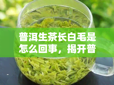 普洱生茶长白毛是怎么回事，揭开普洱生茶长白毛的神秘面纱