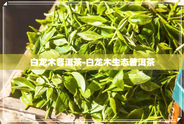 白龙木普洱茶-白龙木生态普洱茶