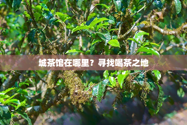 城茶馆在哪里？寻找喝茶之地