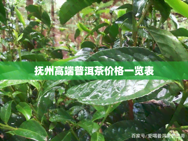 抚州高端普洱茶价格一览表