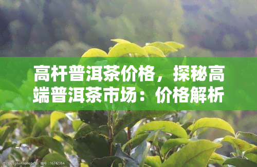 高杆普洱茶价格，探秘高端普洱茶市场：价格解析与选购指南