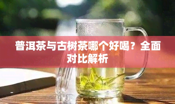 普洱茶与古树茶哪个好喝？全面对比解析