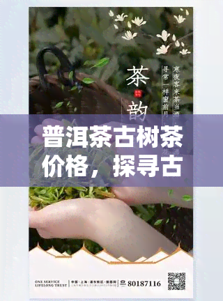 普洱茶古树茶价格，探寻古韵风味：普洱茶古树茶价格全解析