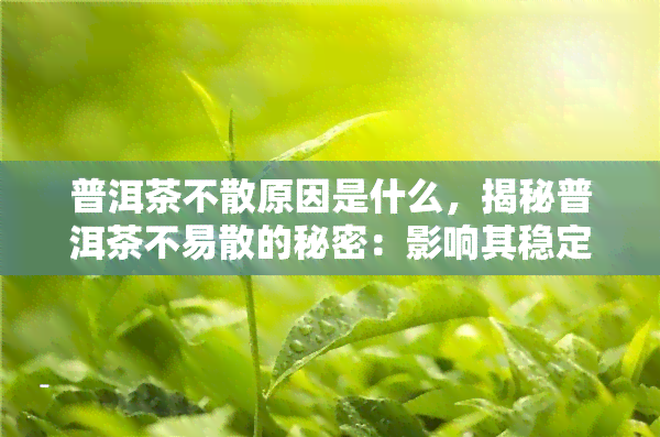 普洱茶不散原因是什么，揭秘普洱茶不易散的秘密：影响其稳定性的因素解析