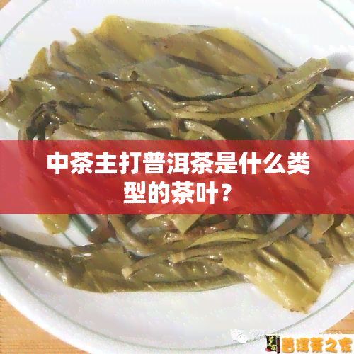 中茶主打普洱茶是什么类型的茶叶？