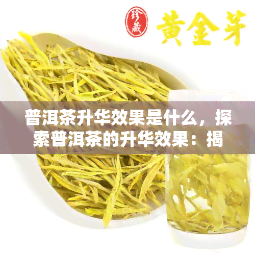 普洱茶升华效果是什么，探索普洱茶的升华效果：揭示其独特魅力和功效