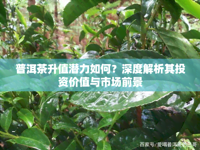 普洱茶升值潜力如何？深度解析其投资价值与市场前景