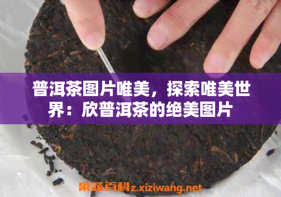 普洱茶图片唯美，探索唯美世界：欣普洱茶的绝美图片