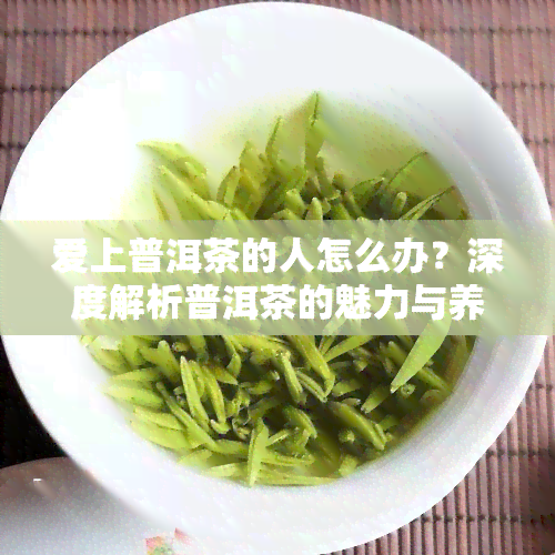 爱上普洱茶的人怎么办？深度解析普洱茶的魅力与养护技巧