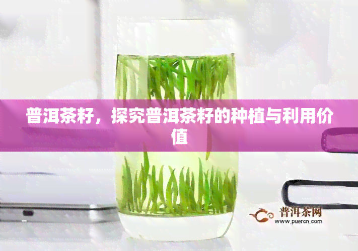 普洱茶籽，探究普洱茶籽的种植与利用价值