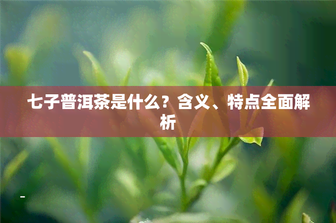 七子普洱茶是什么？含义、特点全面解析