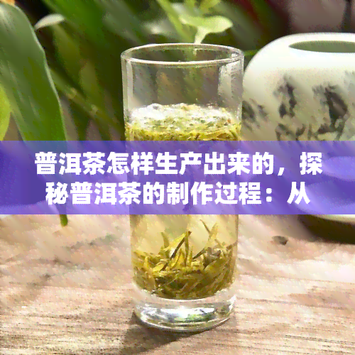 普洱茶怎样生产出来的，探秘普洱茶的制作过程：从采摘到熟化的全过程解析