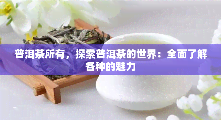 普洱茶所有，探索普洱茶的世界：全面了解各种的魅力