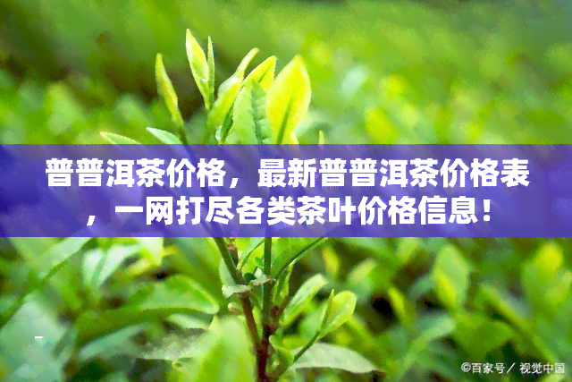 普普洱茶价格，最新普普洱茶价格表，一网打尽各类茶叶价格信息！