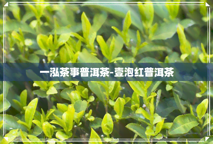 一泓茶事普洱茶-壹泡红普洱茶