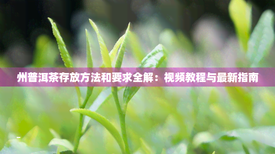 州普洱茶存放方法和要求全解：视频教程与最新指南