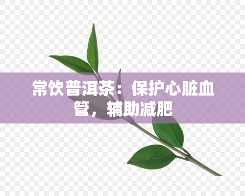 常饮普洱茶：保护心脏血管，辅助减肥