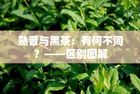 熟普与黑茶：有何不同？——区别图解