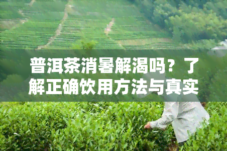 普洱茶消暑解渴吗？了解正确饮用方法与真实效果