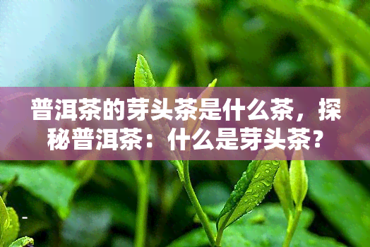 普洱茶的芽头茶是什么茶，探秘普洱茶：什么是芽头茶？