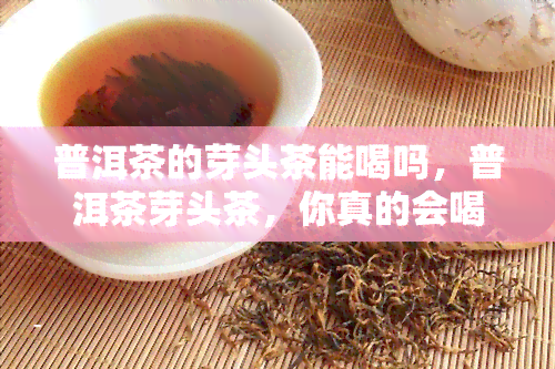 普洱茶的芽头茶能喝吗，普洱茶芽头茶，你真的会喝吗？