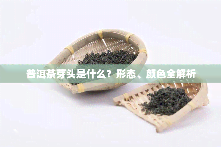 普洱茶芽头是什么？形态、颜色全解析