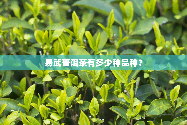 易武普洱茶有多少种品种？