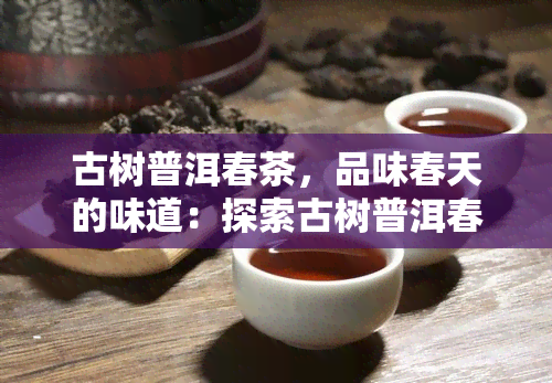 古树普洱春茶，品味春天的味道：探索古树普洱春茶的魅力