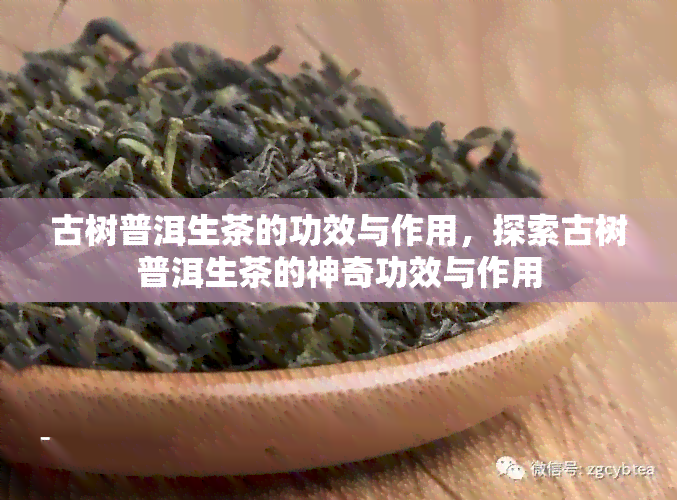 古树普洱生茶的功效与作用，探索古树普洱生茶的神奇功效与作用