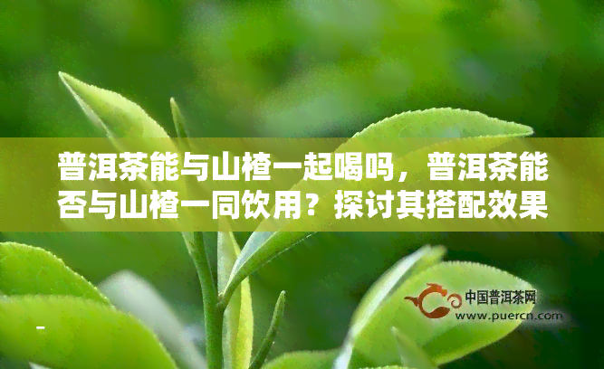 普洱茶能与山楂一起喝吗，普洱茶能否与山楂一同饮用？探讨其搭配效果