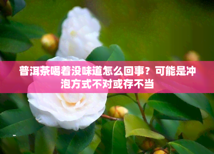 普洱茶喝着没味道怎么回事？可能是冲泡方式不对或存不当