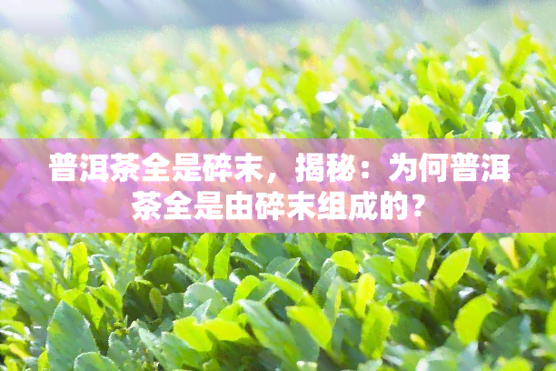 普洱茶全是碎末，揭秘：为何普洱茶全是由碎末组成的？