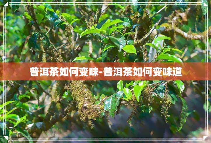 普洱茶如何变味-普洱茶如何变味道