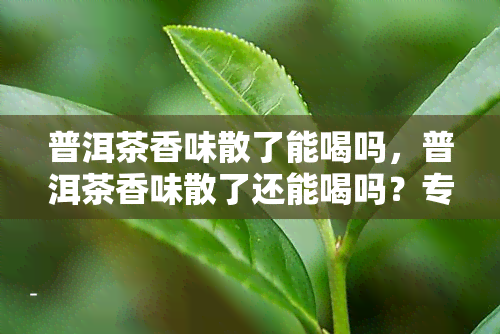 普洱茶香味散了能喝吗，普洱茶香味散了还能喝吗？专家解析茶叶变质风险